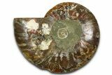 Cut & Polished Ammonite Fossil (Half) - Madagascar #377626-1